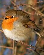 European Robin