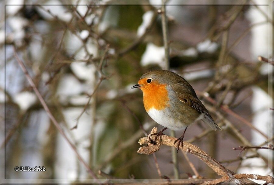 European Robin