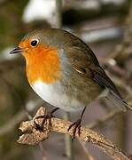 European Robin