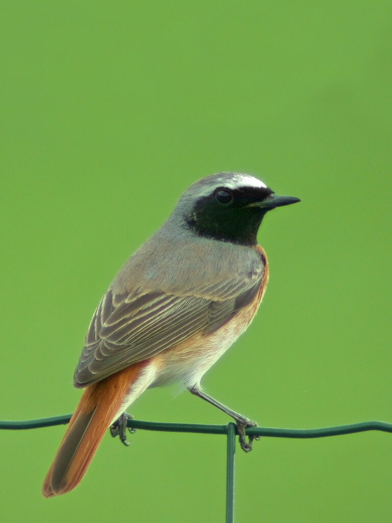 Common Redstart