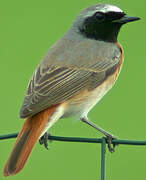 Common Redstart