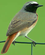 Common Redstart