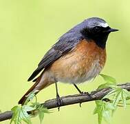 Common Redstart