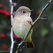 Common Redstart