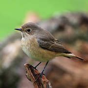Common Redstart