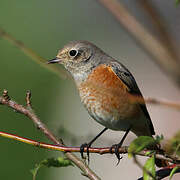 Common Redstart