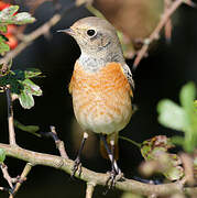 Common Redstart