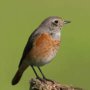 Common Redstart