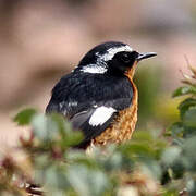 Moussier's Redstart