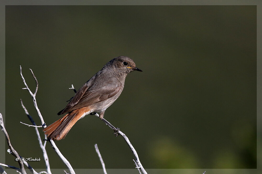 Black Redstart