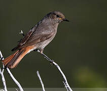 Black Redstart