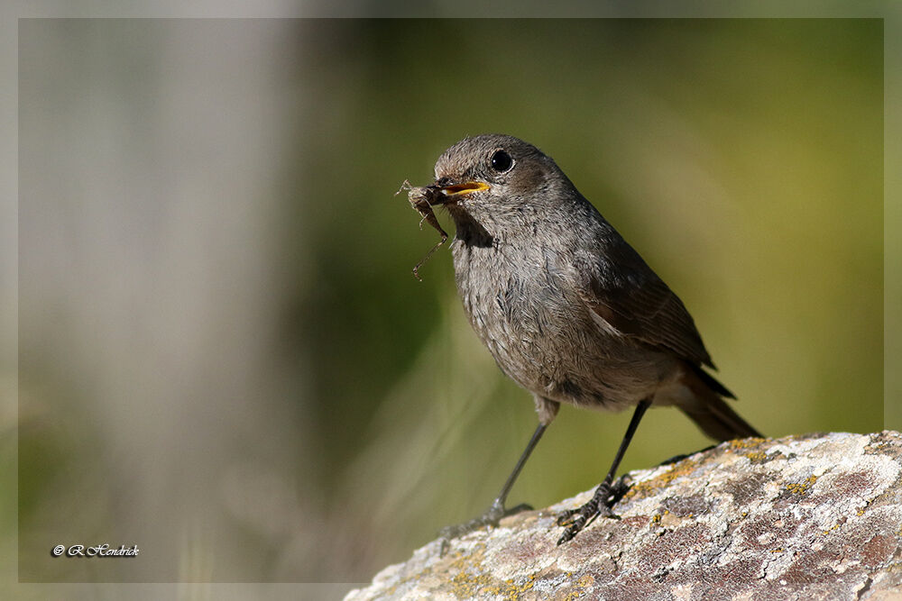 Black Redstart