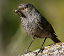 Black Redstart