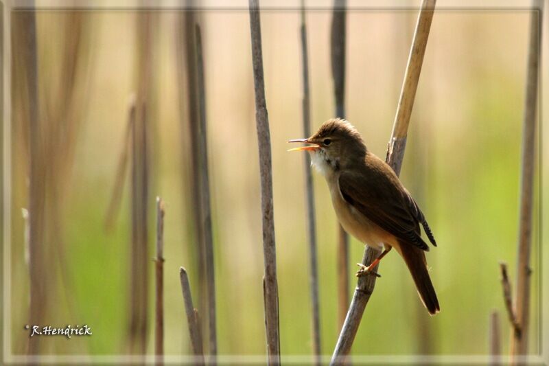 Eurasian Reed Warbler