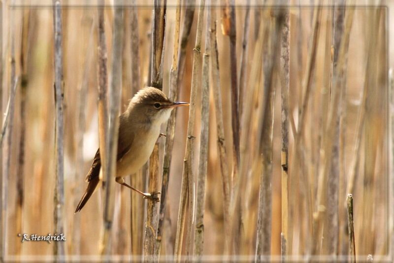 Common Reed Warbler