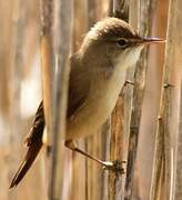 Eurasian Reed Warbler