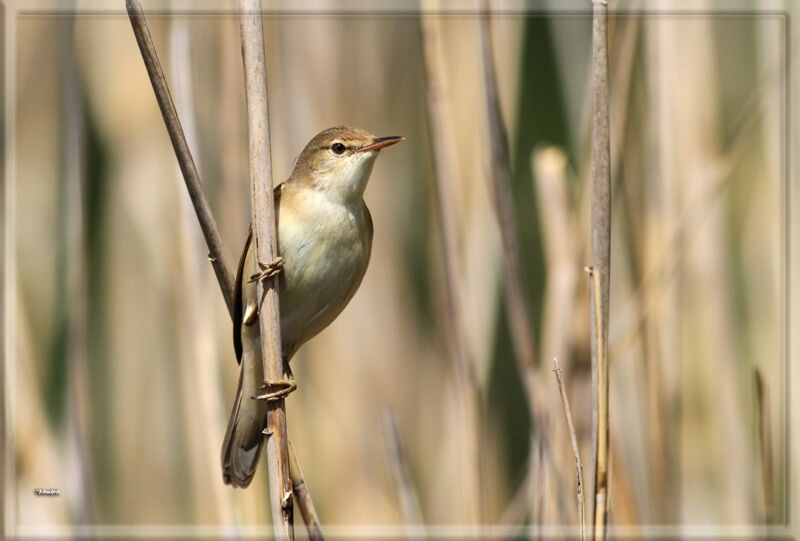 Common Reed Warbler