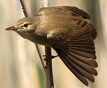 Common Reed Warbler