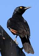 Pale-winged Starling