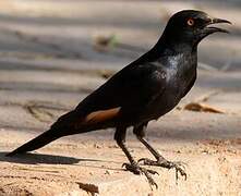 Pale-winged Starling