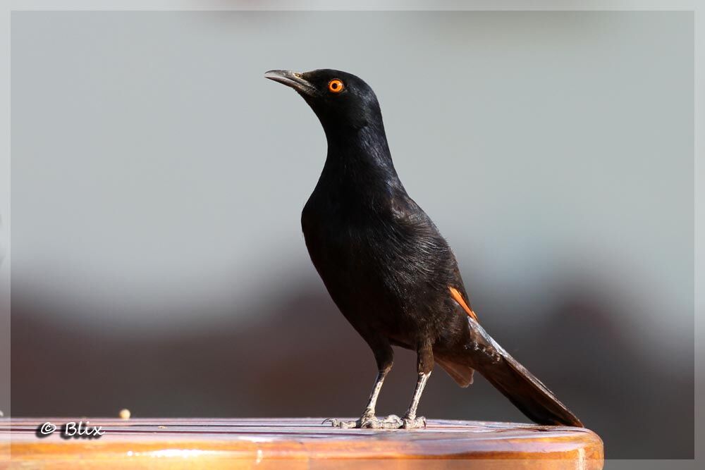 Pale-winged Starling