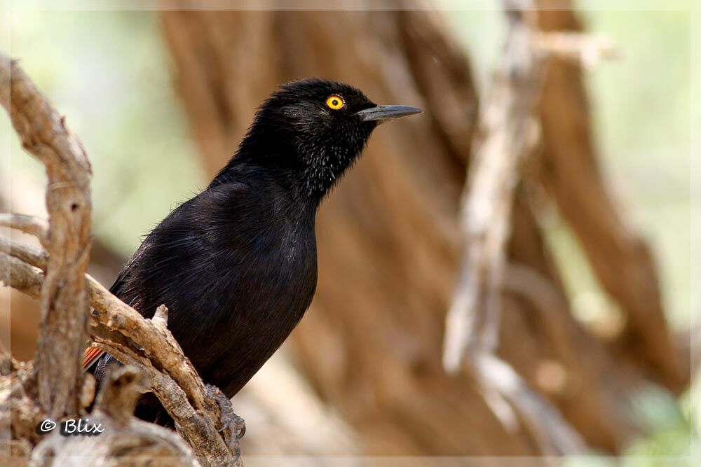 Pale-winged Starling