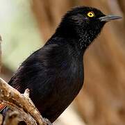 Pale-winged Starling