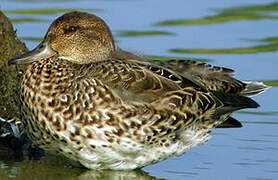 Eurasian Teal