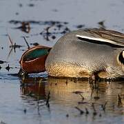 Eurasian Teal