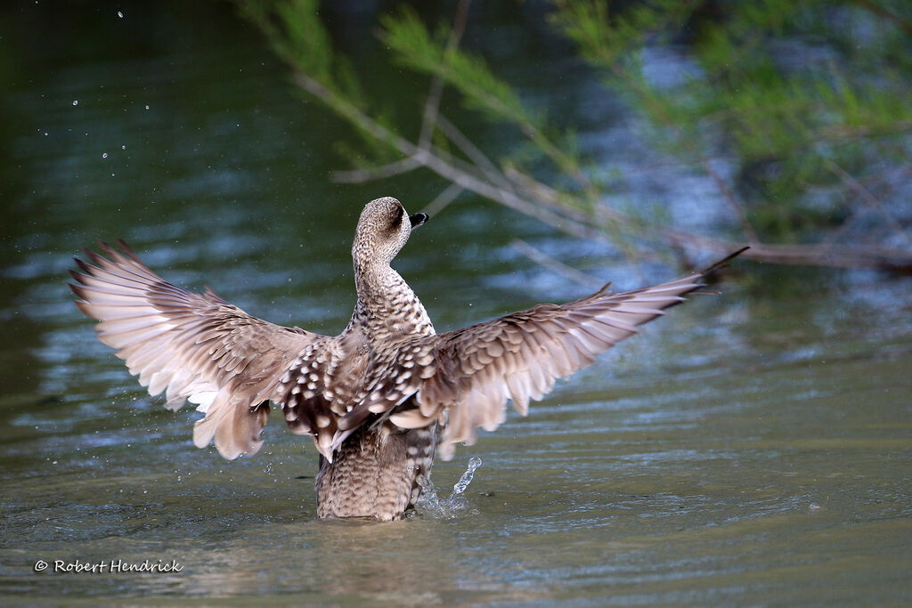 Marbled Duck