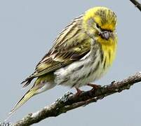 European Serin