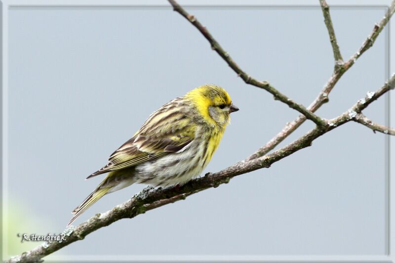 European Serin