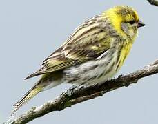 European Serin