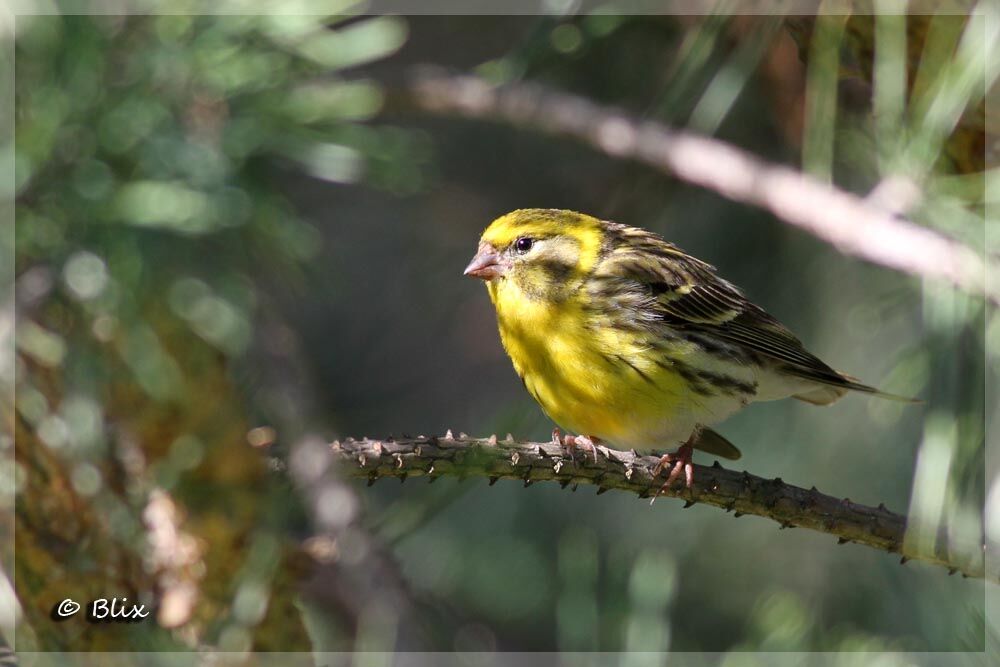 Serin cini