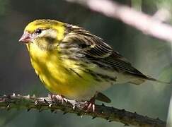 European Serin