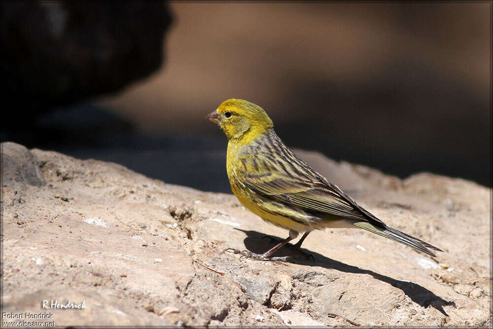 Serin des Canaries mâle adulte, identification