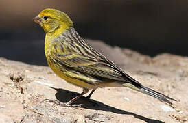 Serin des Canaries