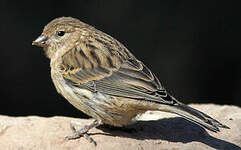 Serin des Canaries