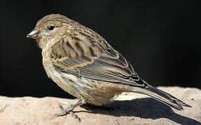 Serin des Canaries