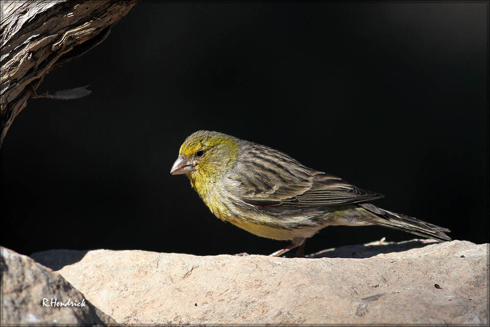 Atlantic Canary