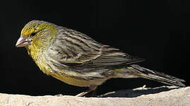 Serin des Canaries