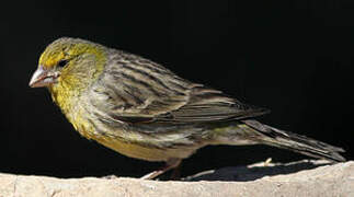 Atlantic Canary