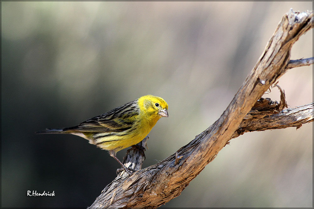 Atlantic Canary