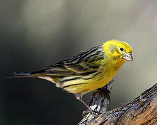 Serin des Canaries