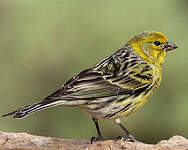 Serin des Canaries