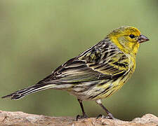 Atlantic Canary