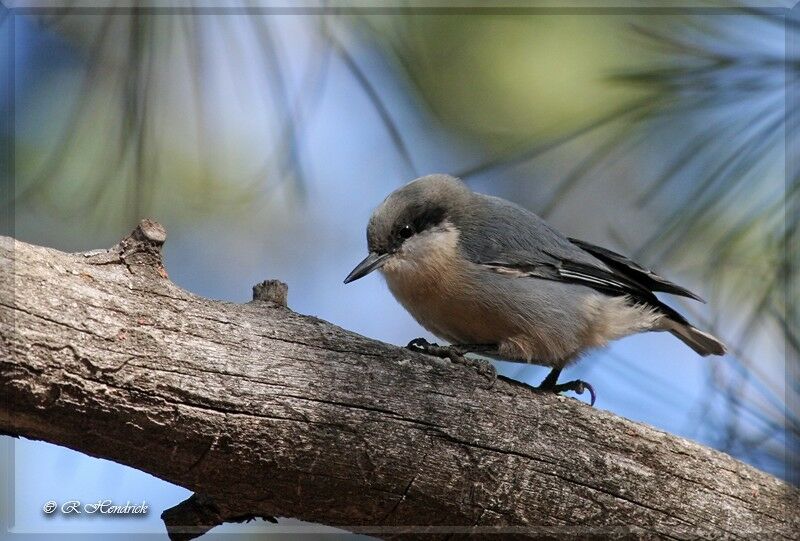 Pygmy Nuthatch