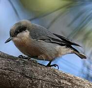 Pygmy Nuthatch