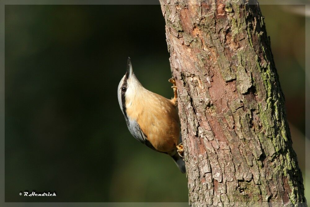 Eurasian Nuthatch