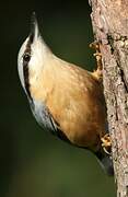 Eurasian Nuthatch